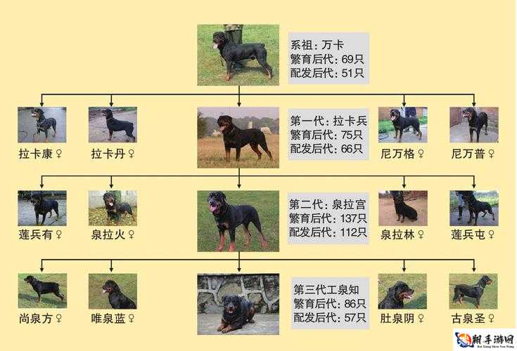 炉石传说犬图鉴 犬效果属性介绍