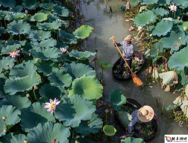 老人船上弄雨荷第十二集跚钢：荷花绽放，老人的浪漫之旅