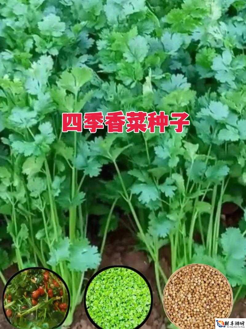 四季什么时候发售 四季发售时间一览