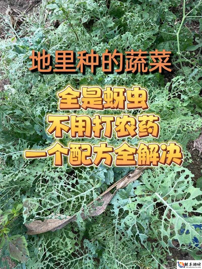 无人深空巧用种菜技巧探寻活体玻璃种菜赚钱新途径