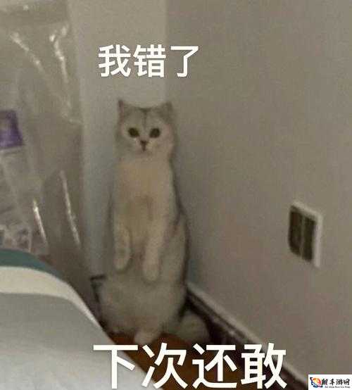 主人我错了哈哈哈哈柯：我再也不敢了