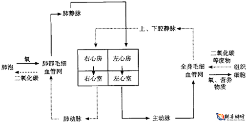 坐着轮流提双腿能起到什么效果分析：促进血液循环