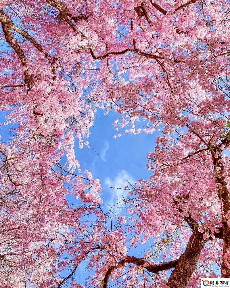 日本三叶草的春天樱花：浪漫之景